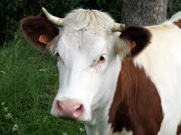 Le Peuple des Vaches Le Peuple des Vaches